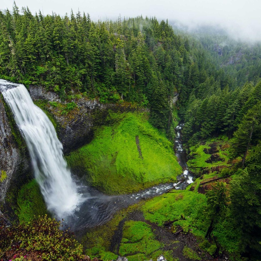 Forest waterfall — original photograph